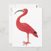 Flamingo - Fine Art Briefkaart (Voorkant / Achterkant)