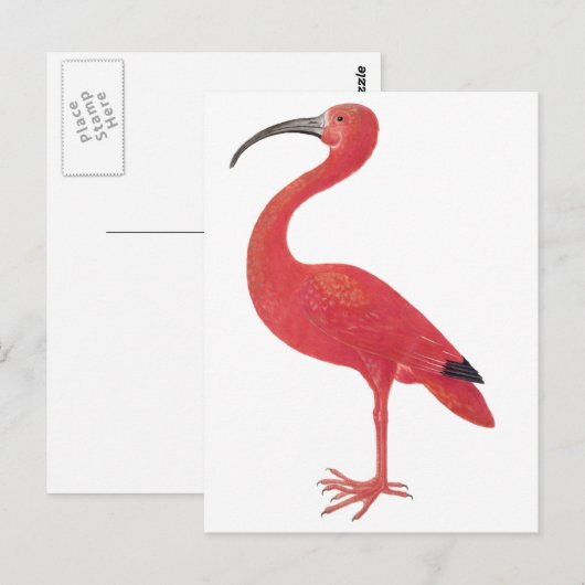 Flamingo - Fine Art Briefkaart (Voorkant / Achterkant)