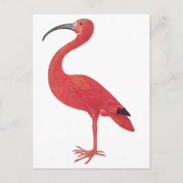 Flamingo - Fine Art Briefkaart
