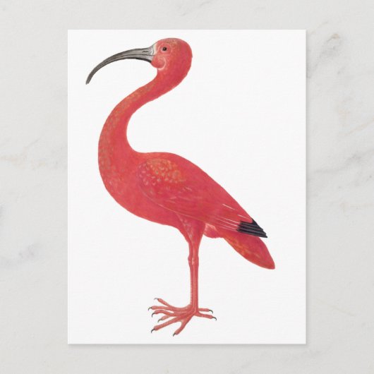 Flamingo - Fine Art Briefkaart (Voorkant)