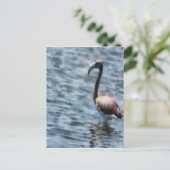 Flamingo Fledgling Waterverf Briefkaart (Staand voorkant)