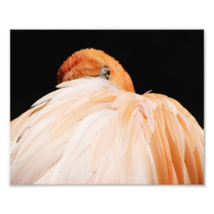 Flamingo Foto Afdruk