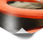 Flamingo Foto Afdruk (Hoek)