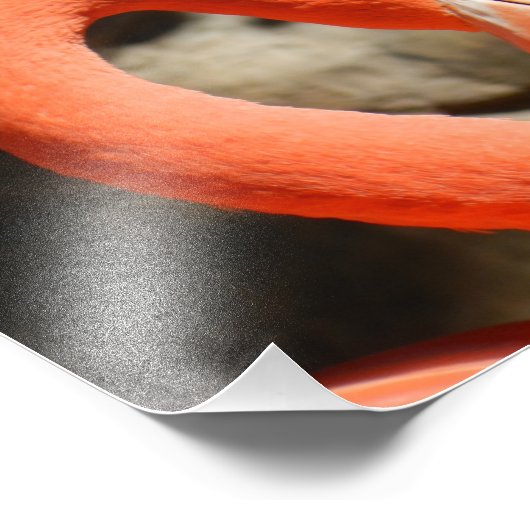 Flamingo Foto Afdruk (Hoek)