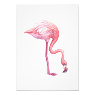 Flamingo Foto Afdruk