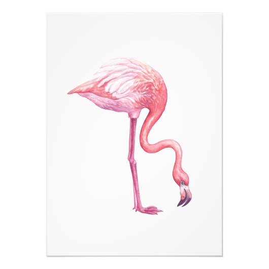 Flamingo Foto Afdruk (Voorkant)