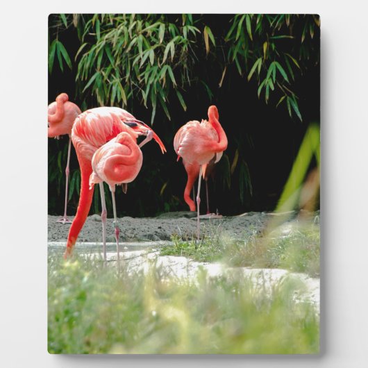 flamingo fotoplaat (Voorkant)
