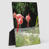 flamingo fotoplaat (Zijkant)