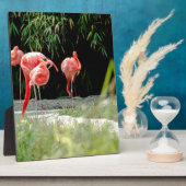 flamingo fotoplaat (Zijkant)