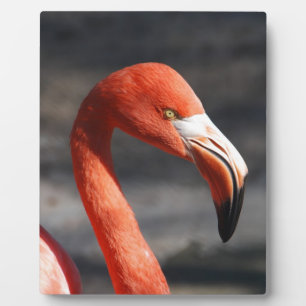 Flamingo Fotoplaat