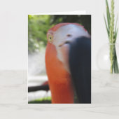 Flamingo Funny Wenskaart voor iedereen Kaart (Voorkant)
