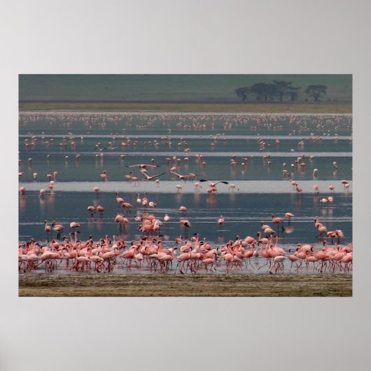 Flamingo Gathering - Afdrukken Poster (Voorkant)