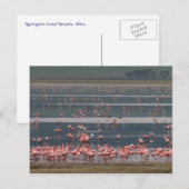 Flamingo Gathering - Briefkaart (Voorkant / Achterkant)