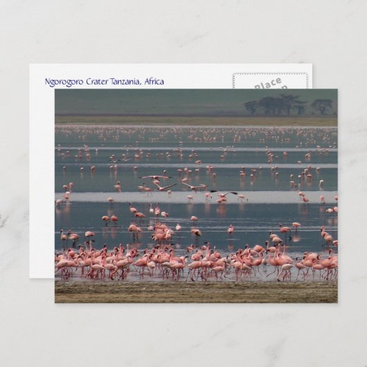 Flamingo Gathering - Briefkaart (Voorkant / Achterkant)