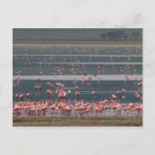 Flamingo Gathering - Briefkaart (Voorkant)