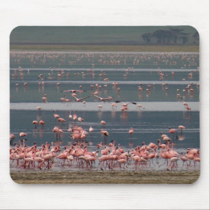 Flamingo Gathering - Mousepad Muismat
