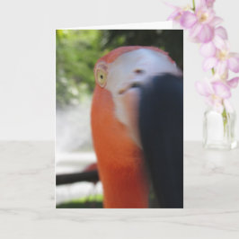 Flamingo Grappige Wenskaart voor Iedereen Kaart