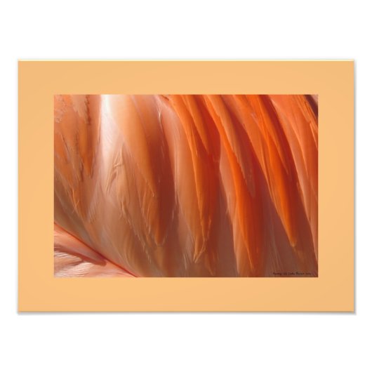 Flamingo II Fotografische Druk door Linda Becker Foto Afdruk (Voorkant)