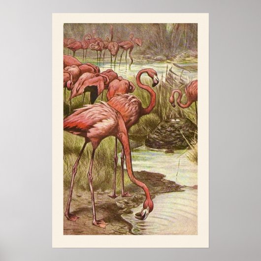 Flamingo Illustratie Print (Voorkant)