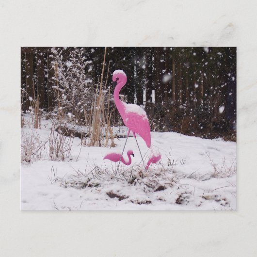 Flamingo in de sneeuw briefkaart (Voorkant)