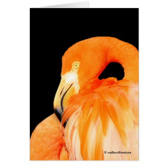 Flamingo in de zomer van de zon (Voorkant)