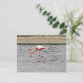 Flamingo, Isla Seymour, Galapagos Briefkaart (Staand voorkant)