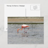 Flamingo, Isla Seymour, Galapagos Briefkaart (Voorkant / Achterkant)