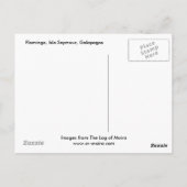 Flamingo, Isla Seymour, Galapagos Briefkaart (Achterkant)