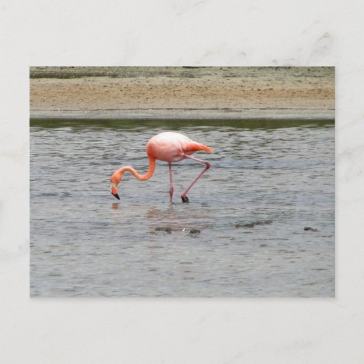Flamingo, Isla Seymour, Galapagos Briefkaart (Voorkant)
