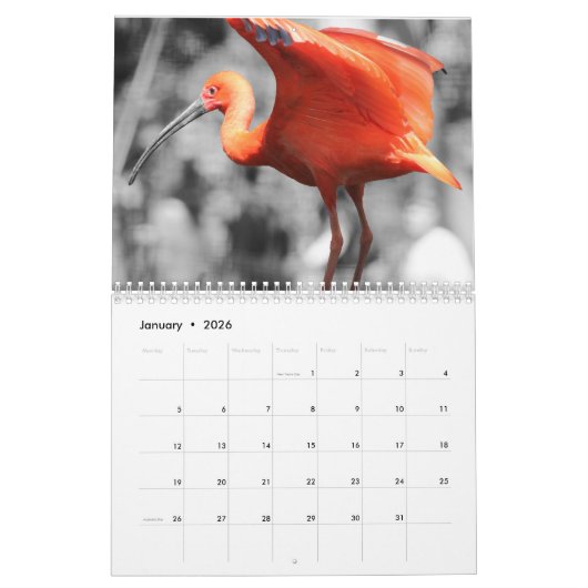Flamingo Kalender 2025 (Jan 2026)