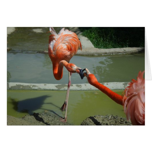 Flamingo Kiss (Voorkant Horizontaal)