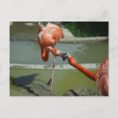 Flamingo Kiss Briefkaart (Voorkant)
