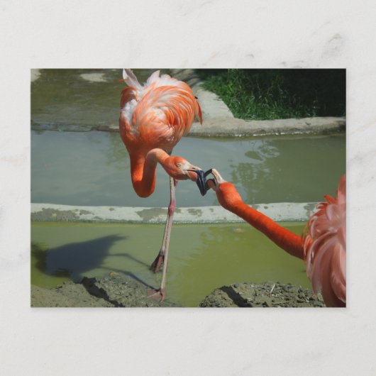 Flamingo Kiss Briefkaart (Voorkant)