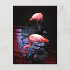 FLAMINGO-kopie Briefkaart
