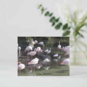 Flamingo Lake Briefkaart (Staand voorkant)
