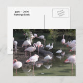 Flamingo Lake Briefkaart (Voorkant / Achterkant)