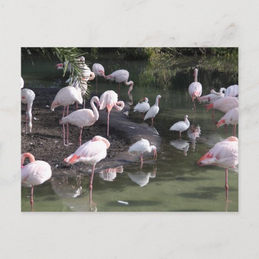 Flamingo Lake Briefkaart (Voorkant)