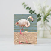 Flamingo loopt vlakbij vijver briefkaart (Staand voorkant)