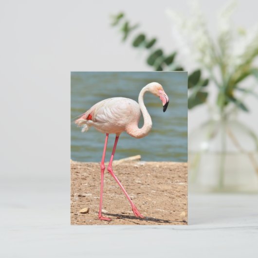 Flamingo loopt vlakbij vijver briefkaart (Staand voorkant)