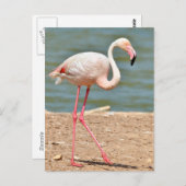 Flamingo loopt vlakbij vijver briefkaart (Voorkant / Achterkant)