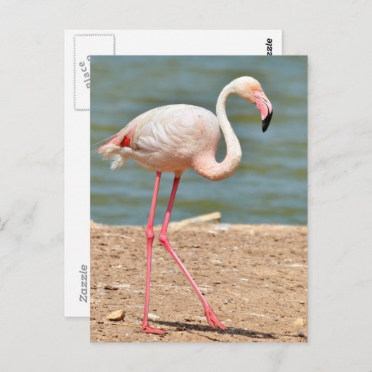 Flamingo loopt vlakbij vijver briefkaart (Voorkant / Achterkant)