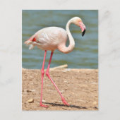 Flamingo loopt vlakbij vijver briefkaart (Voorkant)