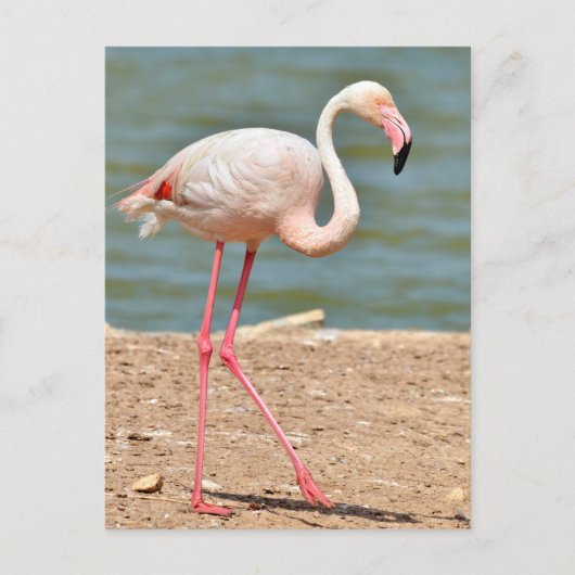 Flamingo loopt vlakbij vijver briefkaart (Voorkant)
