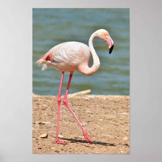 Flamingo loopt vlakbij vijver poster (Voorkant)