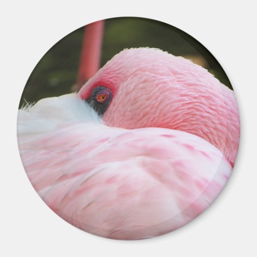 Flamingo Magneet (Voorkant)