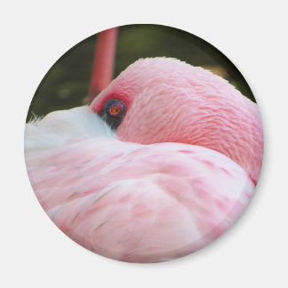 Flamingo Magneet