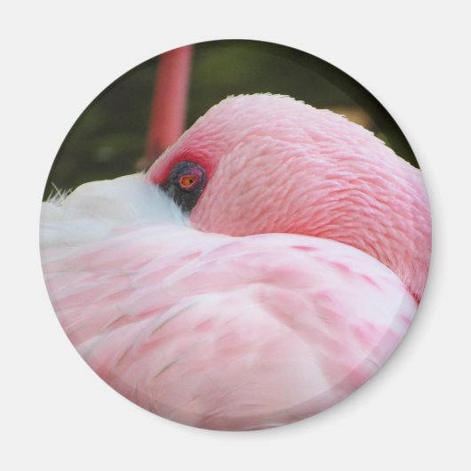 Flamingo Magneet (Voorkant)