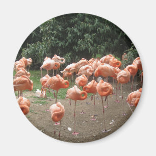 Flamingo Magneet