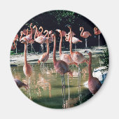 Flamingo Magnet (Voorkant)