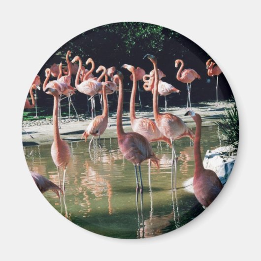 Flamingo Magnet (Voorkant)
